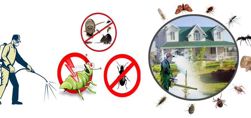 شركة مكافحة حشرات بالرياض أقوى أنواع المبيدات